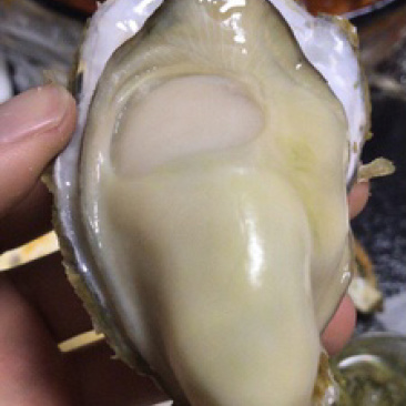 广东发货山东乳山生蚝.三倍体牡蛎厂家中转