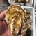 广东发货山东乳山生蚝.三倍体牡蛎厂家中转