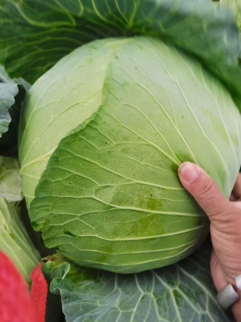 包菜大扁包菜大量上市