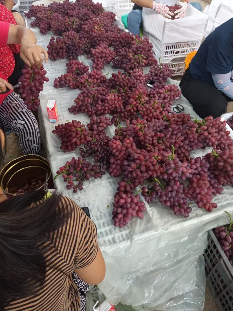 大凉山西昌德昌克伦森葡萄硬度高口感脆甜。
