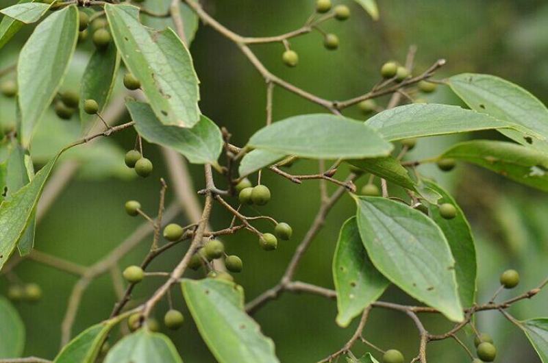 朴树种子大叶小叶朴树种籽黄果朴白麻子朴榆朴仔树沙朴庭院