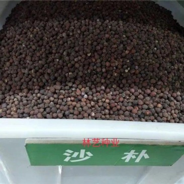 朴树种子大叶小叶朴树种籽黄果朴白麻子朴榆朴仔树沙朴庭院