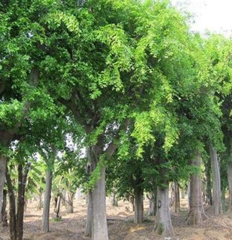 朴树种子大叶小叶朴树种籽黄果朴白麻子朴榆朴仔树沙朴庭院