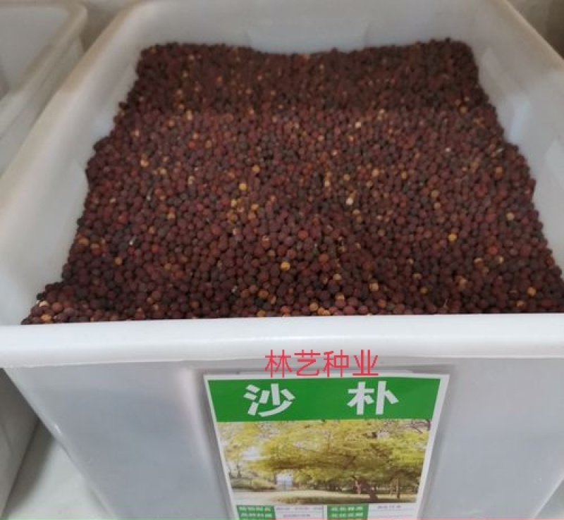 朴树种子大叶小叶朴树种籽黄果朴白麻子朴榆朴仔树沙朴庭院