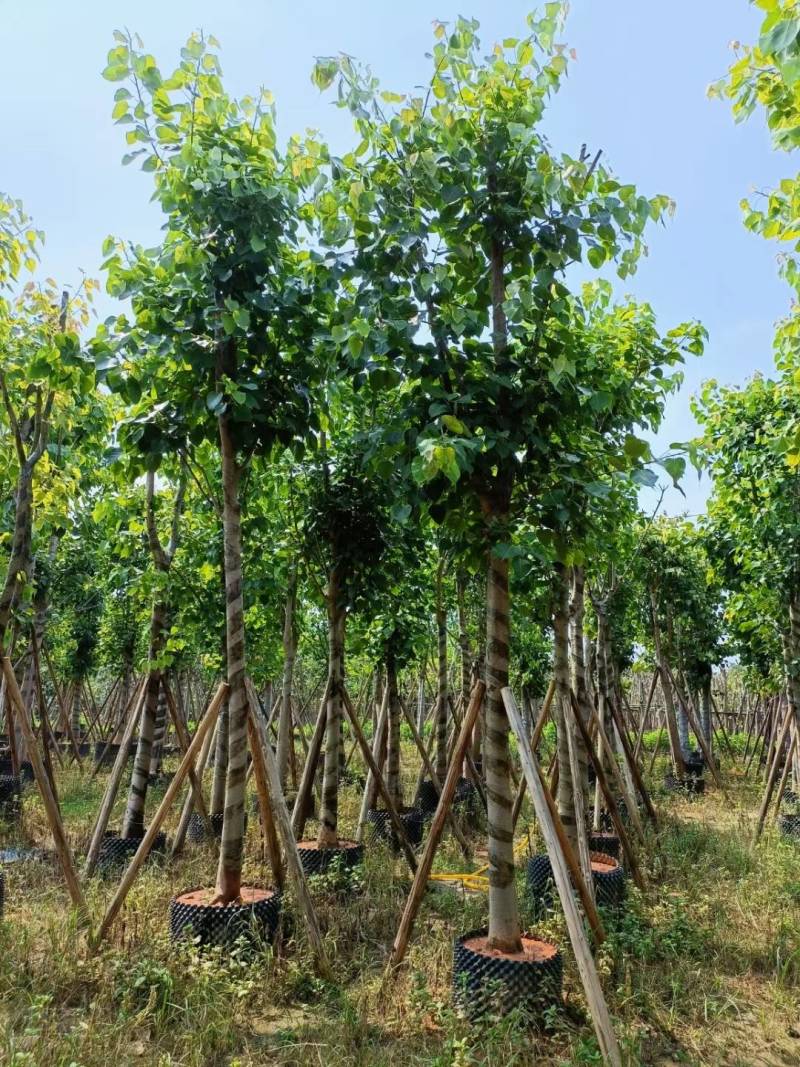 广东普宁菩提榕，市政绿化工程用苗，量大从优，品质保证