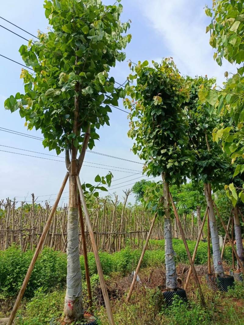 广东普宁菩提榕，市政绿化工程用苗，量大从优，品质保证