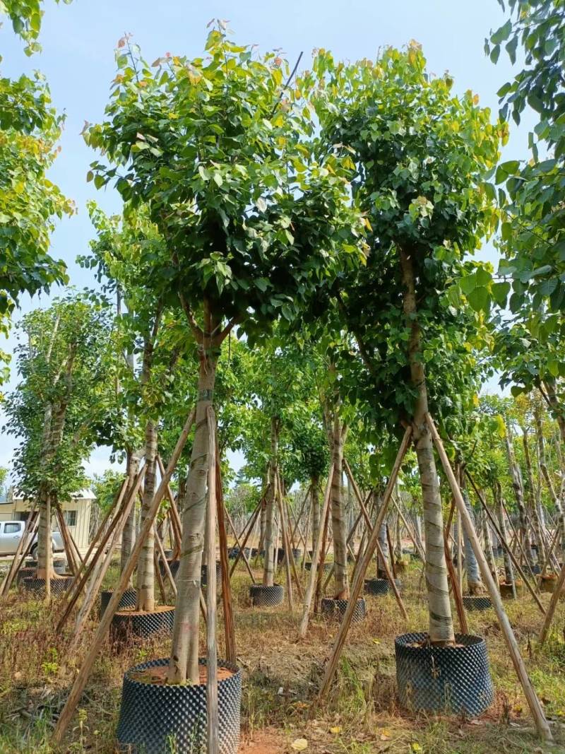 广东普宁菩提榕，市政绿化工程用苗，量大从优，品质保证