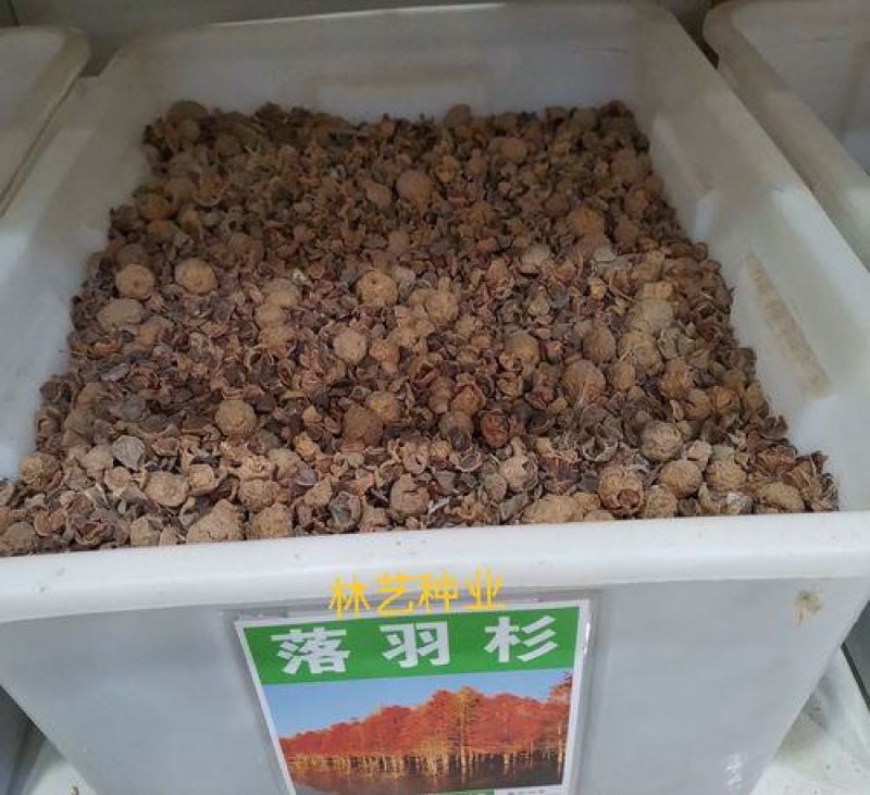 落羽杉种子落羽松种子杉木种子林木种子新采