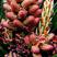 红松种子可食用松籽树苗海松果松韩松红果松朝鲜松东北松子树
