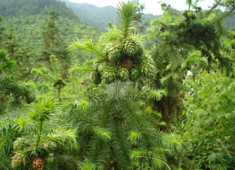 红松种子可食用松籽树苗海松果松韩松红果松朝鲜松东北松子树