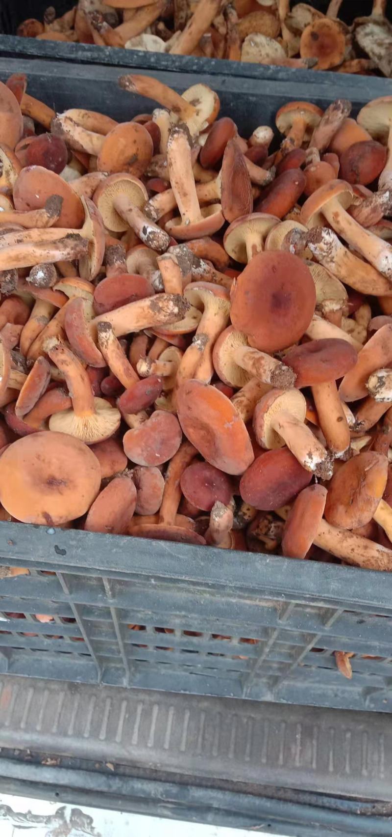 红奶浆菌天然大山林野生菌