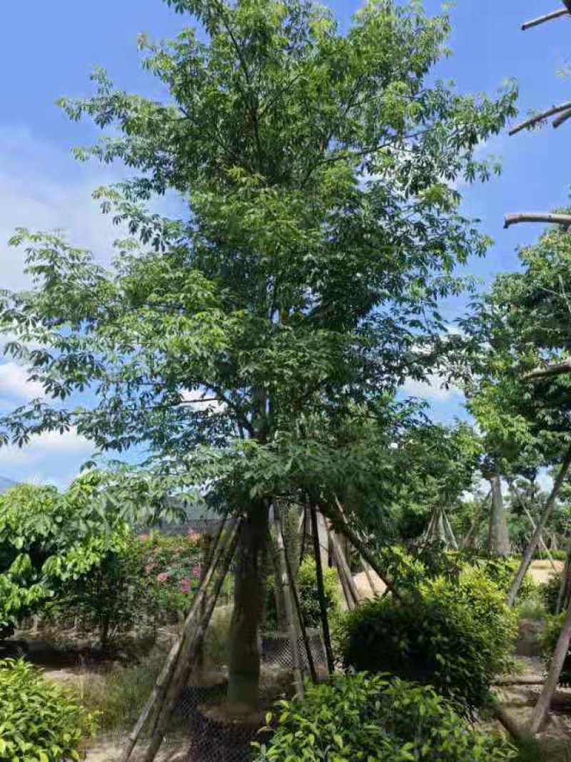 大量出售各规格，大腹木棉