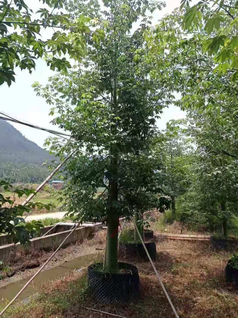 大量出售各规格，大腹木棉
