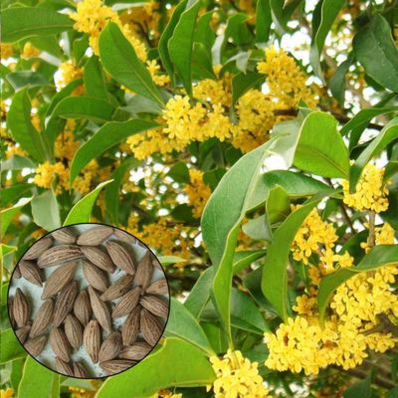 桂花种子金桂丹桂沉香桂朱砂桂四季桂种子庭院阳台盆栽花卉