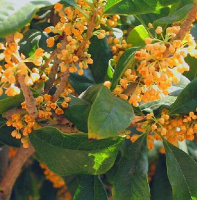 桂花种子金桂丹桂沉香桂朱砂桂四季桂种子庭院阳台盆栽花卉