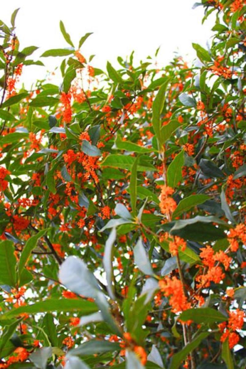 桂花种子金桂丹桂沉香桂朱砂桂四季桂种子庭院阳台盆栽花卉