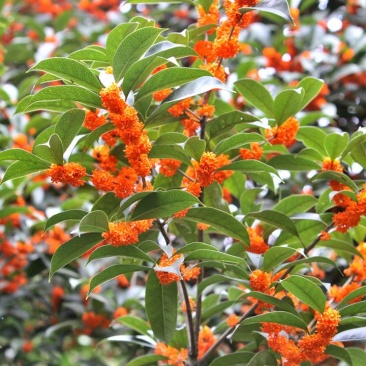 桂花种子金桂丹桂沉香桂朱砂桂四季桂种子庭院阳台盆栽花卉