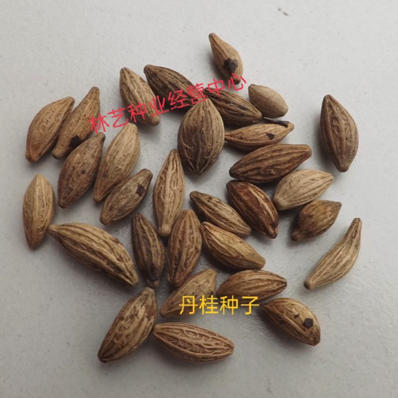 桂花种子金桂丹桂沉香桂朱砂桂四季桂种子庭院阳台盆栽花卉