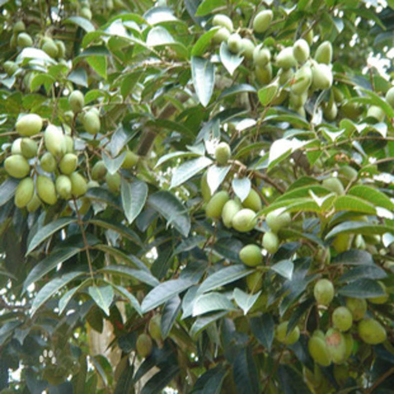 新采橄榄种子油橄榄种子齐墩果种子橄榄果种子谏果