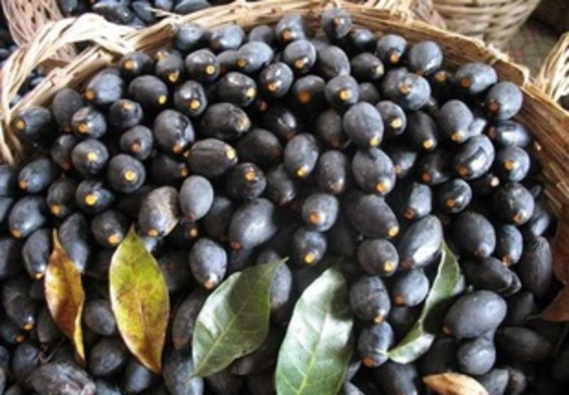 新采橄榄种子油橄榄种子齐墩果种子橄榄果种子谏果