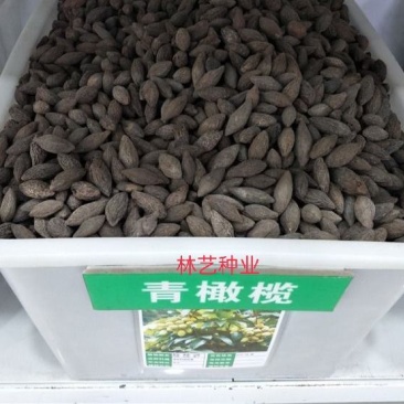 新采橄榄种子油橄榄种子齐墩果种子橄榄果种子谏果