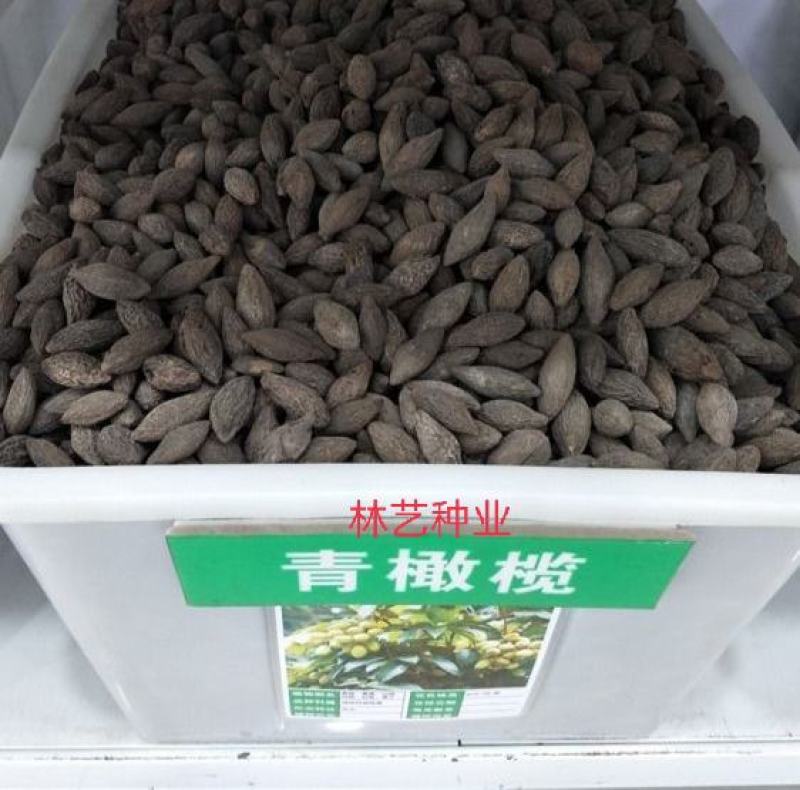 新采橄榄种子油橄榄种子齐墩果种子橄榄果种子谏果