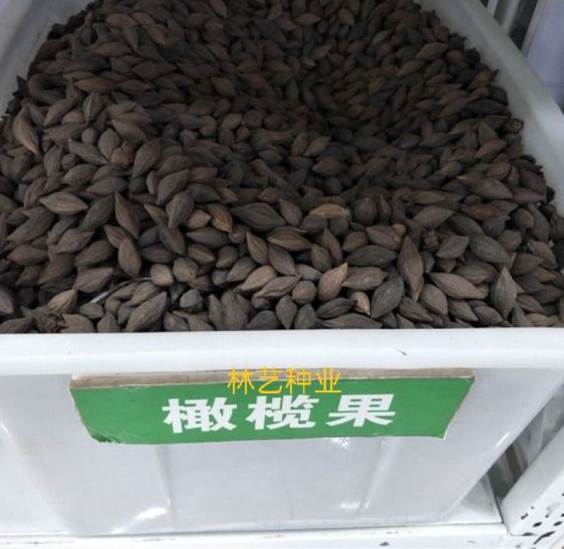 新采橄榄种子油橄榄种子齐墩果种子橄榄果种子谏果