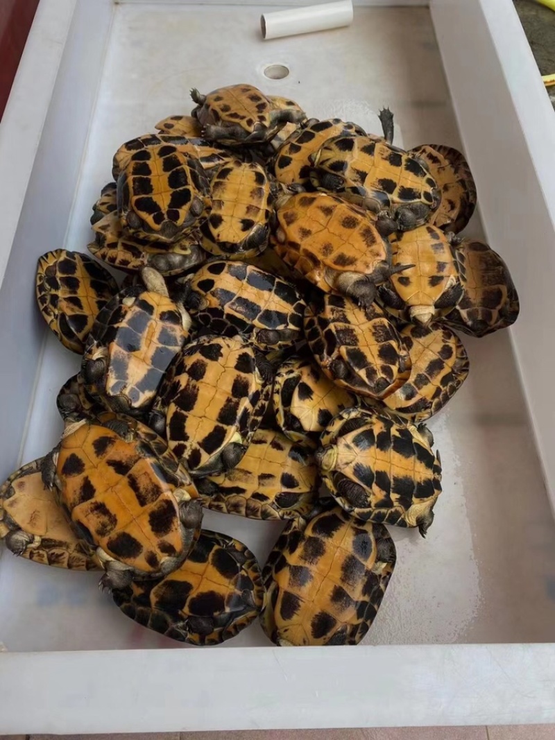 出售十几年二十年老龟🐢可煲汤可留种
