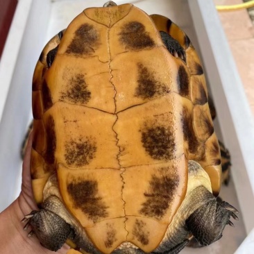 出售十几年二十年老龟🐢可煲汤可留种