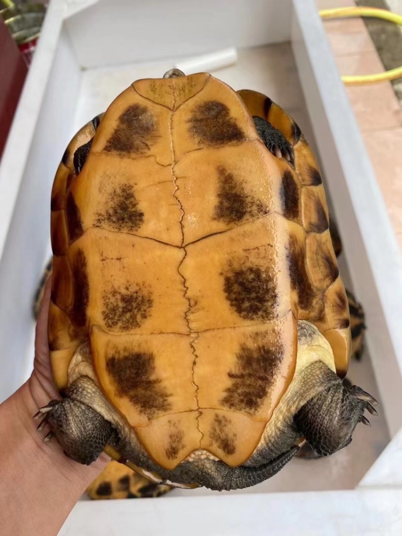 出售十几年二十年老龟🐢可煲汤可留种