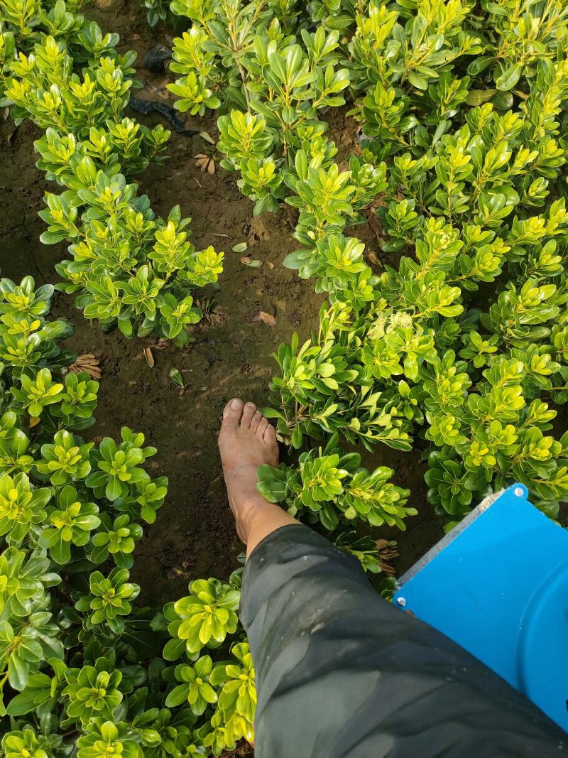 50公分小杯海桐苗分叉多棵型饱满