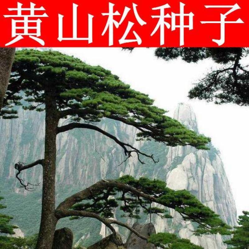 黄山松树种子新采黄山松种子