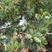 五针松种子日本黑松马尾松美国红松种子量大优惠