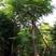 新采林木树种南洋楹种子澳洲杉鳞叶南洋楹南洋楹种子
