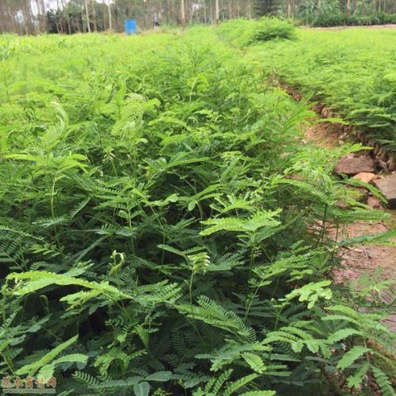 新采林木树种南洋楹种子澳洲杉鳞叶南洋楹南洋楹种子