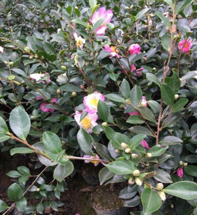茶花种子茶梅种子油茶种子茶梅茶梅种子量大优惠