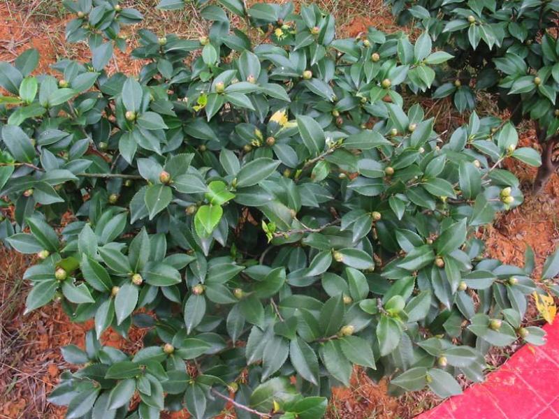 茶花种子茶梅种子油茶种子茶梅茶梅种子量大优惠
