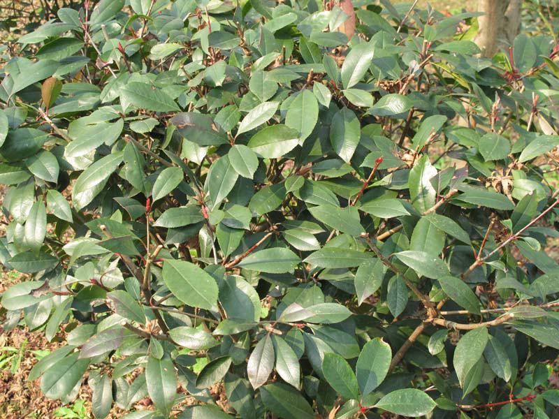 茶花种子茶梅种子油茶种子茶梅茶梅种子量大优惠