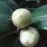 茶花种子茶梅种子油茶种子茶梅茶梅种子量大优惠