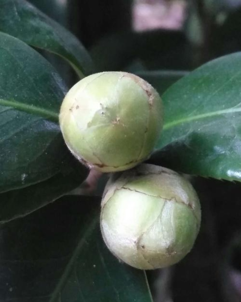 茶花种子茶梅种子油茶种子茶梅茶梅种子量大优惠