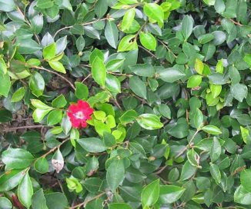 茶花种子茶梅种子油茶种子茶梅茶梅种子量大优惠