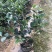 茶花种子茶梅种子油茶种子茶梅茶梅种子量大优惠