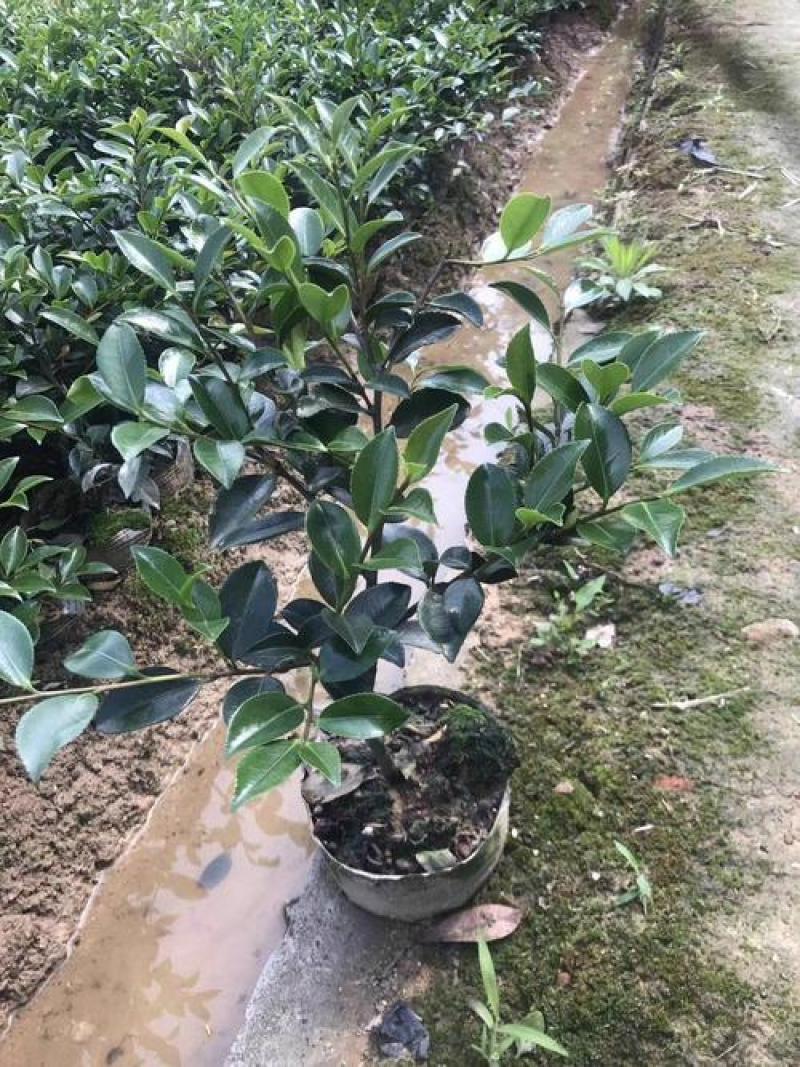 茶花种子茶梅种子油茶种子茶梅茶梅种子量大优惠