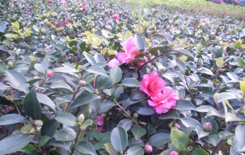 茶花种子茶梅种子油茶种子茶梅茶梅种子量大优惠