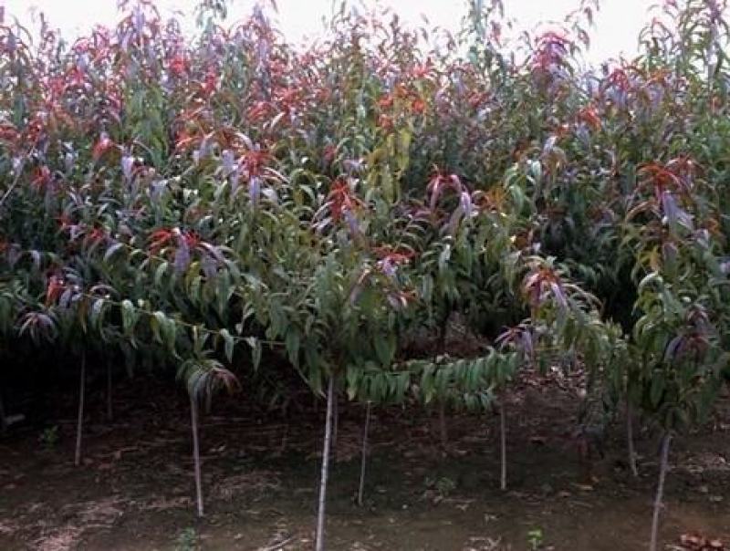 碧桃种子又名千叶桃花观赏桃花种子桃树绿化风景树盆栽