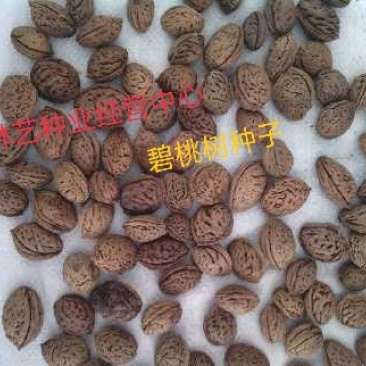 碧桃种子又名千叶桃花观赏桃花种子桃树绿化风景树盆栽