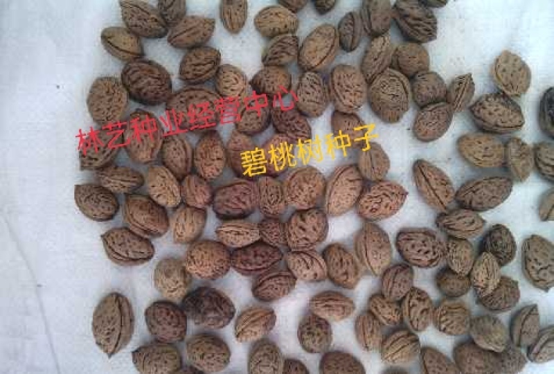 碧桃种子又名千叶桃花观赏桃花种子桃树绿化风景树盆栽