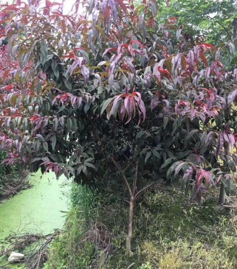 碧桃种子又名千叶桃花观赏桃花种子桃树绿化风景树盆栽