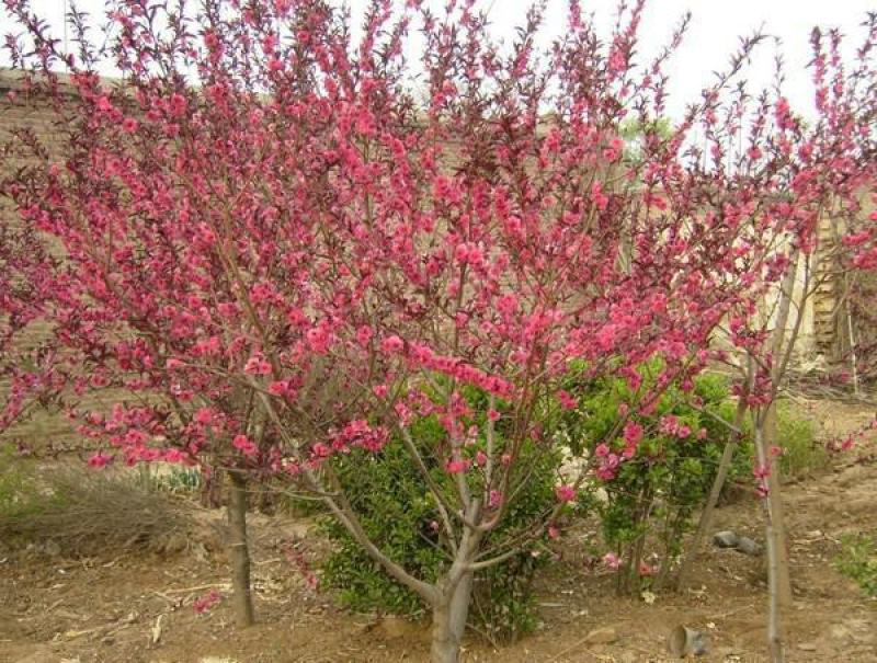 碧桃种子又名千叶桃花观赏桃花种子桃树绿化风景树盆栽