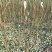 碧桃种子又名千叶桃花观赏桃花种子桃树绿化风景树盆栽